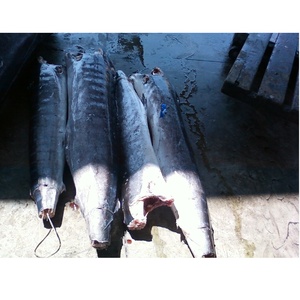 Etiqueta Privada para Sashimi grado Frozen DWT, certificación ISO GMP HACCP, Marlin blanco de Costa de Marfil, venta al por mayor - Product Image 2