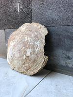 Perle en nacre naturelle brut pour bijoux et décoration de la maison, bricolage DIY, 1 pièce