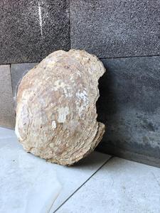 Tự Làm Mẹ Của Ngọc Trai Nguyên Biển Tự Nhiên <span class=keywords><strong>Shell</strong></span> Cho Đồ Trang Sức Hoặc Trang Trí Nhà - Product Image 5