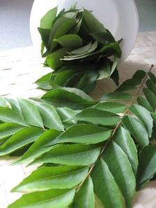 Aceite Esencial de Hoja de Curry Orgánico Puro, Destilado al Vapor, Certificado GMP, Humectante Corporal Nutritivo, Blanqueador de Piel - Product Image 4