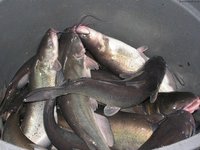 Poisson glacé, 20 animaux domestiques de haute qualité, poisson-chat, givré, prix total