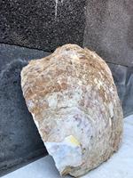 Perle en nacre naturelle brut pour bijoux et décoration de la maison, bricolage DIY, 1 pièce