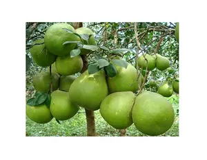 Vietnam miele pomelo/pompelmo esportazione in tutto il mondo-commercio all'ingrosso di agrumi freschi/pomelo fresco