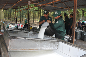 Chất lượng cao 60 DRC Găng tay cao su nhà sản xuất tấm cao su tự nhiên nhà máy sản xuất chau - Product Image 6