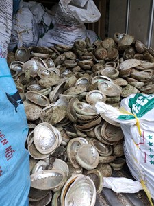 Coquille d'abalone multicolore en coton, coquillage naturel de la plage, coquilles de mer du vietnam séchées et nettoyées (), 99 données en or - Product Image 6