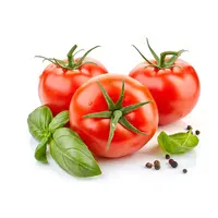 Fresh Tomatoes Green Cherry Red Indian Box Style Storage Cool Packing Organic Color Weight Type Farm Specification