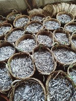 Anchois séchés de bonne qualité, hotline +84 971629648