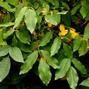 Aceite orgánico de bálsamo puro de Perú más vendido para la piel aceites utilizables fabricación en India precios al por mayor productos - Product Image 3