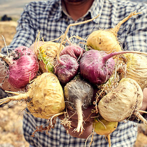 Extracto de raíz de Maca orgánico, tónico nutritivo en polvo a granel - Product Image 6