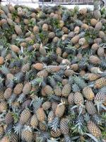 Verse Ananas Vietnam (Tien Giang)-10kg 20cm formaat Concurrerende Prijs Standaard Kwaliteit Sunrise Merk 2 Jaar Houdbaarheid -Whatsapp