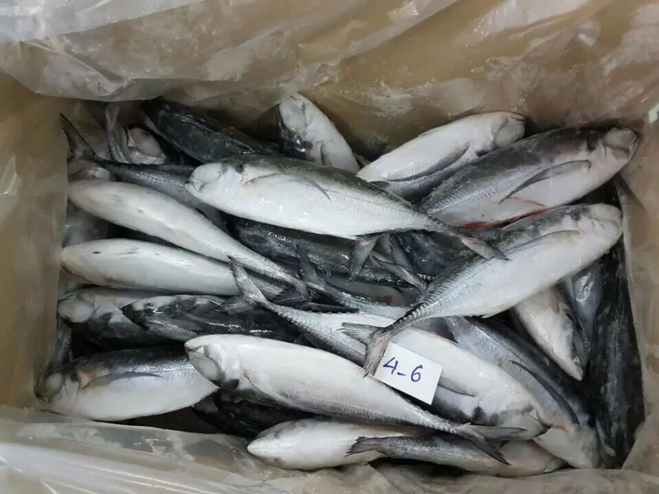 Frozen Horse Mackerel / Fish From Vietnam Cheap Price