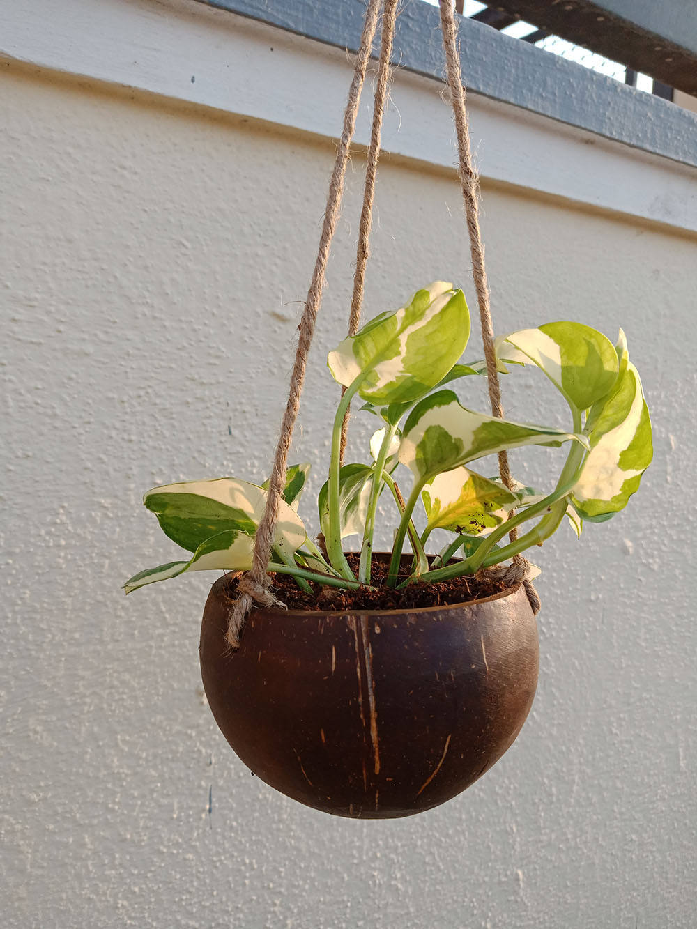 สีน้ำตาล