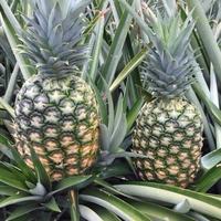 Hoge Kwaliteit Verse Ananas/Ingeblikte Ananas Export Naar Eu, Usa-Groothandel Voor Gedroogde Ananas-Whatsap 0084 989 322 607