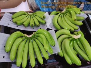 Bananas cavenlavavajillas frescas de alta calidad, Color verde prémium, indio, Tropical, estilo dulce, embalaje orgánico, peso Natural - Product Image 2