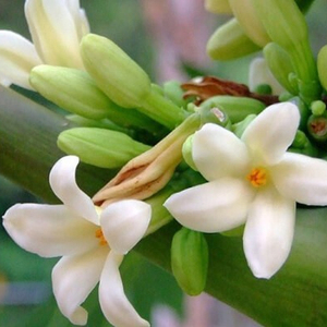 Fleur de papaye séchée de haute qualité au vietnam/sofia - Product Image 1