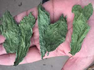 Fabricante Profesional al por Mayor Suministra Hojas Secas de Origanum Marjoram Mulukhiyah Tipo de Procesamiento Crudo Certificado ISO22000 - Product Image 6