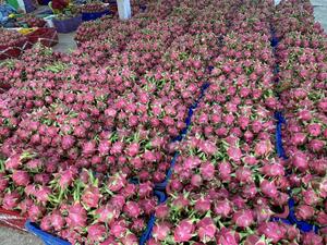 VIETNAM FRESH DRAGON FRUIT BRAND SUNRISE INS PACKING CARTON pour EXPORTATION (Mobile/ WA: +84986778999 David Directeur) - Product Image 5