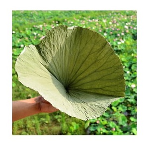 Hojas de loto secas para la producción de té, hojas de loto secas, listas para la exportación, hechas en Vietnam/MS. Racy: + 84896436456 - Product Image 2