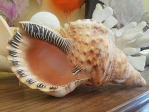 Coque de mer décoratif pour la maison, magnifique coquille rose jasmin ngulin, 084374619429, offre spéciale - Product Image 4