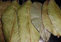 Soursop/Vietnam Soursop/Goedkope Soursop Jonathan + 84766909341