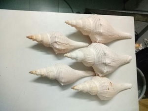 Estante de Tritón de trompeta de muchos tamaños de Vietnam, decoración de concha artesanal, recuerdo de estilo Animal de concha marina cruda y pulida - Product Image 6