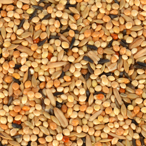 อาหารนกควิก ยัง บัดจี้ 400 กรัม สีม่วง รุ่นหมายเลข QUIK-050 มีสินค้าในสต็อก - Product Image 2