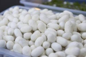 Gusano de seda capullo, temporada - Product Image 5