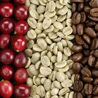 베트남에서 원시 ROBUSTA 커피 콩