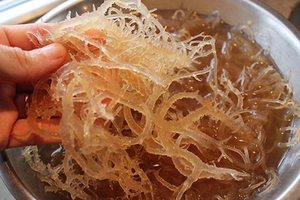 100% WILDCRAFTED SEA <b>MOSS</b>/ IRISH <b>MOSS</b> FROM VIETNAM WITH BEST QUALITY/ Ms. Lily - Product Image 4