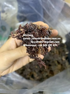 VENTE EN GROS MOSS DE MER PREMIUM en VRAC pour EXPORTATION/WILDCRAFTED JAMAÏQUE AVEC LE MEILLEUR PRIX/Mme Lily - Product Image 3