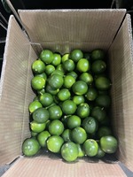 Verse Limoen Pitloze Groene Groothandel Vers Fruit/Verse Groene Citroen