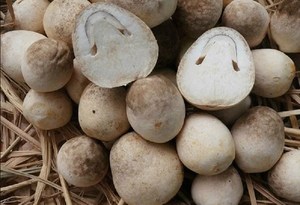 CHAMPIGNONS DE PAILLE CONGELÉS DE HAUTE QUALITÉ/CHAMPIGNONS CONGELÉS BIOLOGIQUES DU VIET NAM/Mme Laura - Product Image 4