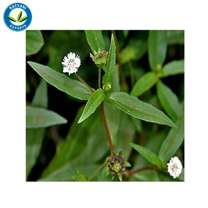 Proveedor de cantidades a granel de alta pureza orgánico natural al por mayor Bhringraj fabricante de aceites esenciales y exportación de la India - Product Image 3