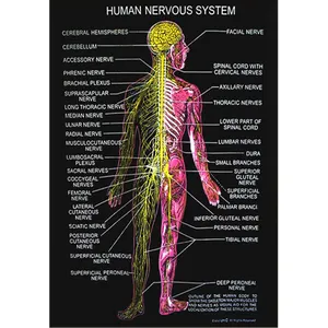 人体解剖学图表集涵盖人体解剖学各种主题的不同图表印在黑色Rexin上