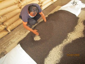 Pimienta Negra de Vietnam en Oferta, Grano Jumbo de 5 mm, 500GL 550GL, Pimienta Entera Seca, Exportación a Granel, Suministro Directo de Fábrica - Product Image 3