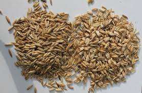 Alimento para Animales, Granos de Avena - Product Image 4