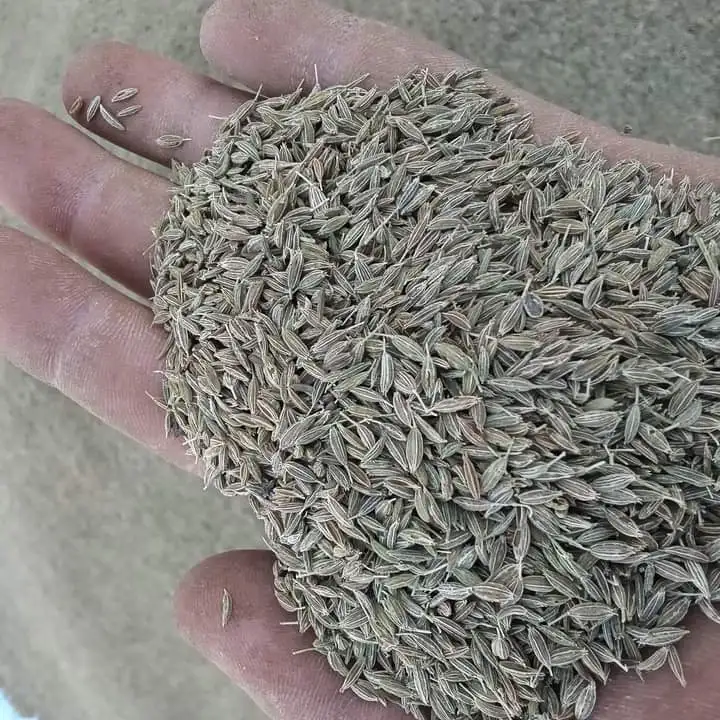 Семена тмина с высоким качеством