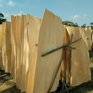 Madeira do eucalipto folheado giratório do corte para fazer a madeira compensada exportada para Índia