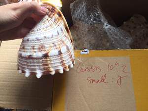 Ornements décoration de coquillages-coquillages décoration de la maison en vrac-coquillage de cassia naturel 99GD - Product Image 2