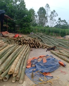 High Quality Non-Toxic Bpa Free <b>Reusable</b> Cheap Bamboo <b>Straw</b> Drinking - Product Image 3