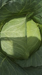 กะหล่ำปลีสีเขียวสด // กะหล่ำปลีกลม (ราคาดีที่สุด) - Product Image 5