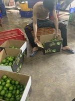 Vietnam Verse Citroen/Verse Lime/Pitloze Lime Direct Van Farm + 84765149122