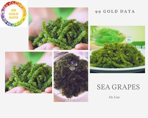 สาหร่ายสาหร่ายทะเลแช่แข็ง (Caulerpa Lentillifera) สำหรับตกแต่งซูชิและจัดเลี้ยง ผู้ผลิตจากเวียดนาม - Product Image 4