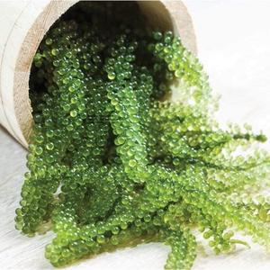 BUENOS MARISCOS - ALGA MARINA DESHIDRATADA/ Sra. Shyn - Product Image 4