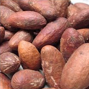 Frais de Noix de Kola Avec Le Meilleur Prix - Product Image 1