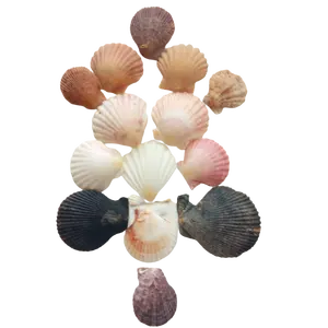 งานศิลปะหอยเชลล์ทะเลสีขาวเปลือกหอยที่ดีสำหรับการตกแต่งและทำอาหาร/Mr. Kevin - Product Image 1