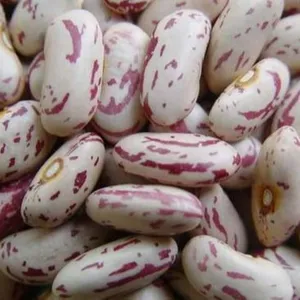 Gesamt verkauf Light Speckled Kidney Beans-Langkorn Sweet Beans Sugar Beans jetzt Rabatt