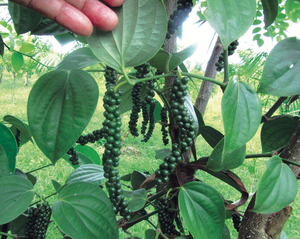 Hot Sale Black Pepper Vietnam Dried Whole Pepper Factory Supply Export Wholesale Spice - Product Image 3
