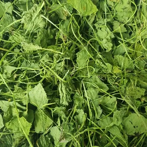 Kurutulmuş Centella Asiatica/kurutulmuş Gotu Kola / Pennywort ( Whatsapp + 84 896 611 913)