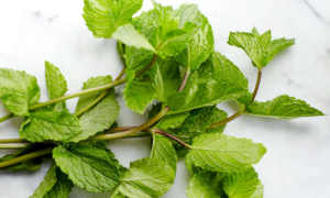 Huile Essentielle Pure de Menthe Poivrée aux Propriétés Revitalisantes Efficaces pour la Peau, Distillée à la Vapeur à partir d'Arbre à Thé et de Menthe Poivrée - Product Image 2